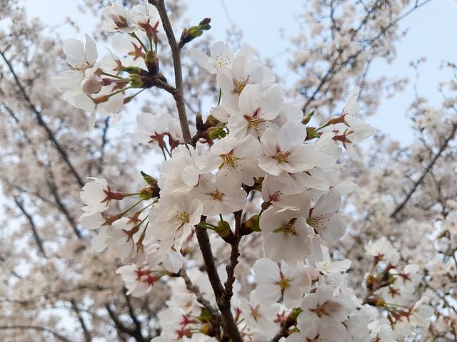 tomioka_highschool_danceclub_cerezo_osaka_collaboration