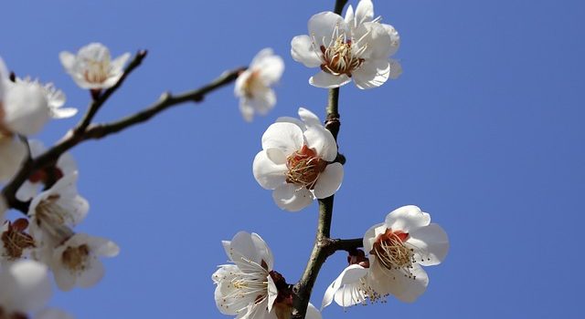 bs12_umechan_sensei_tsugi_0